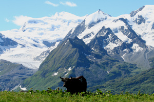 Reine sur l'alpage de La Chaux